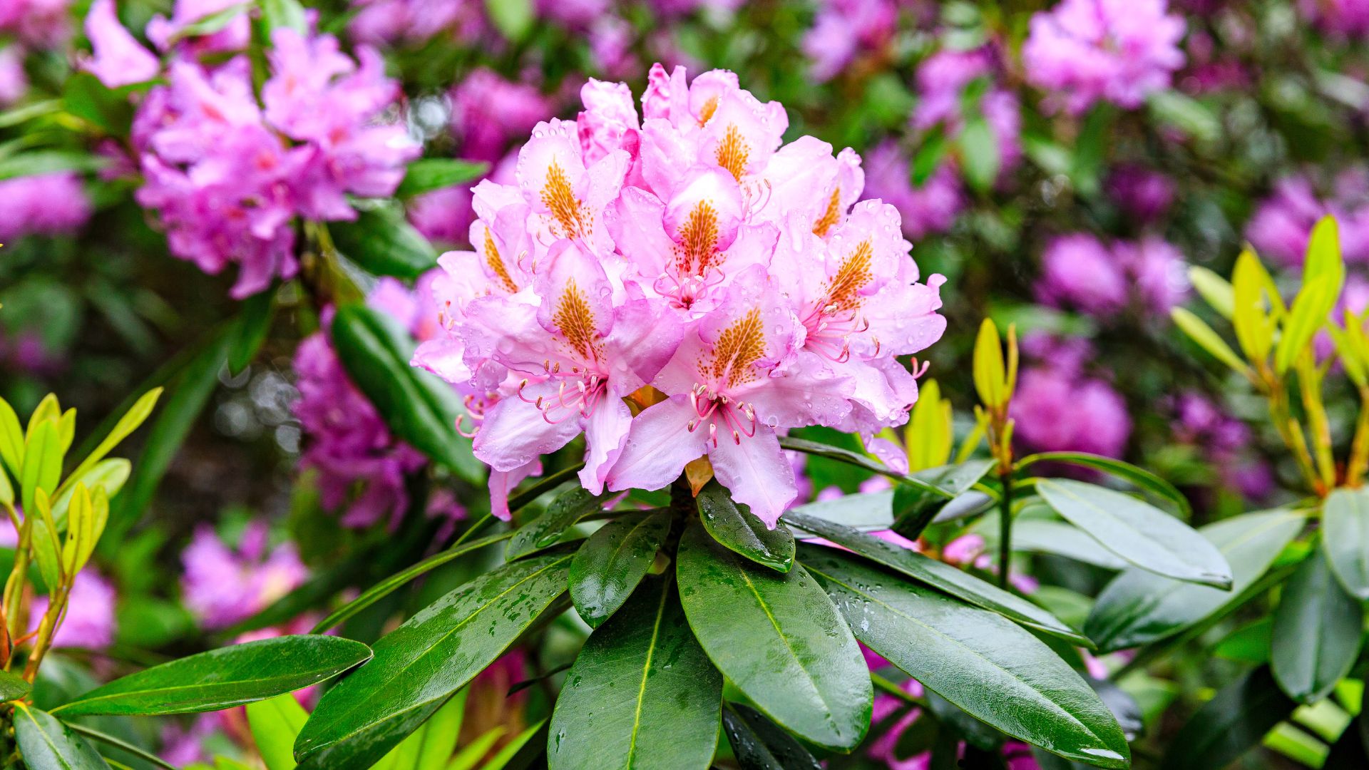 Pacific rhododendron (Rhododendron macrophyllum), blooming time at the rhododendron park Kromlau, saxony, Germany